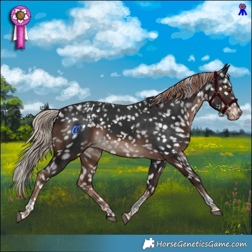 Horse Color:White Spotted Liver Chestnut Tobiano Appaloosa 