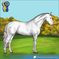 Horse Color:Gray Liver Chestnut Sabino Blanket 