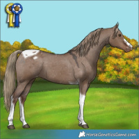 Horse Color:Liver Red Dun Tobiano Varnish 