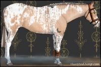 Horse Color:Amber Champagne Sabino Tobiano Blanket  and Silver Amber Champagne Sabino Tobiano Blanket 