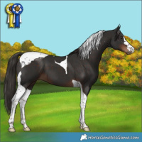 Horse Color:Liver Chestnut Tobiano 