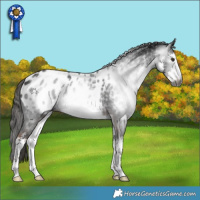 Horse Color:Gray White Spotted Liver Chestnut Appaloosa 