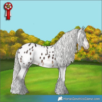 Horse Color:White Spotted Silver Brown Tobiano Appaloosa 