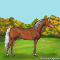 Horse Color:Silver Bay 