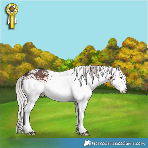 Horse Color:White Spotted Silver Brown Sabino 