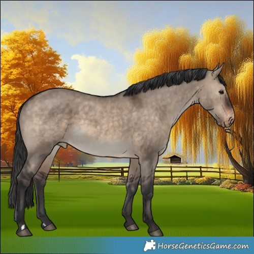 Horse Color:Brown Dun Appaloosa 