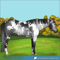 Horse Color:Gray White Spotted Smoky Black 