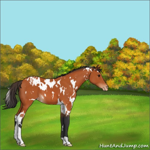 Horse Color:White Spotted Bay Appaloosa 