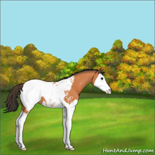 Horse Color:Bay Splash Appaloosa 