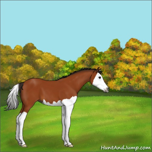 Horse Color:Gray Bay Splash 