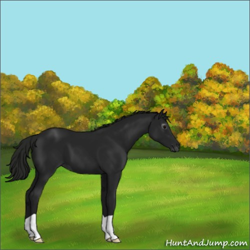 Horse Color:Gray Black 