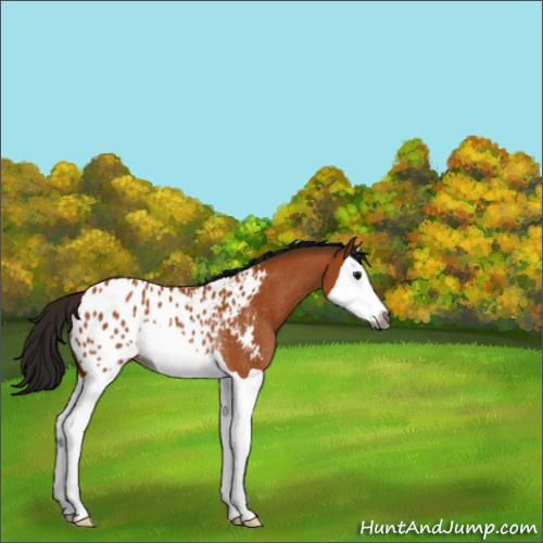 Horse Color:Gray Bay Splash Appaloosa Rabicano 