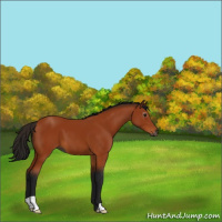 Horse Color:Gray Bay 