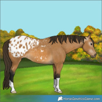 Horse Color:Gray Buckskin Appaloosa