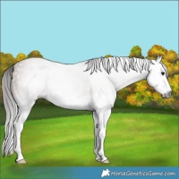 Horse Color:Gray Bay Splash 