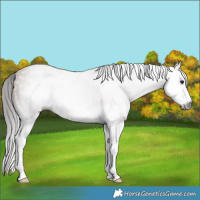 Horse Color:Gray Bay Splash 