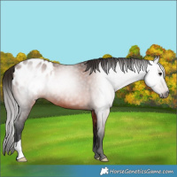 Horse Color:Gray Bay Appaloosa 