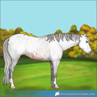 Horse Color:Gray Bay Appaloosa 