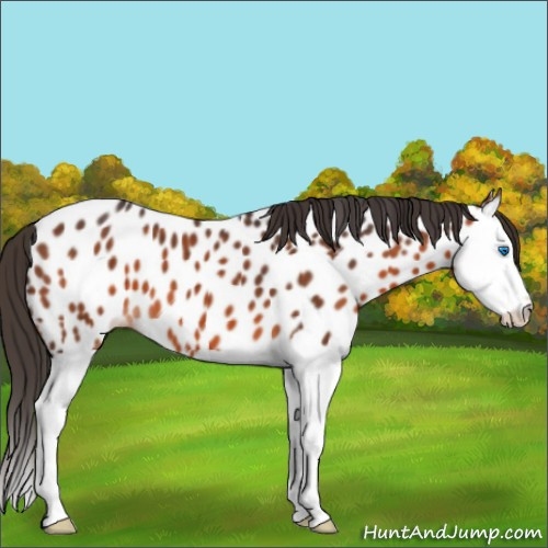Horse Color:Bay Splash Appaloosa 
