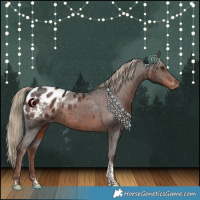 Horse Color:Liver Chestnut Tobiano Appaloosa 