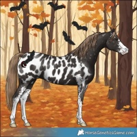 Horse Color:Liver Chestnut Sabino Near Leopard 