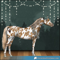 Horse Color:White Spotted Chocolate Palomino Dun Tobiano Leopard 