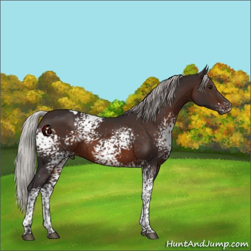 Horse Color:White Spotted Silver Brown Tobiano 