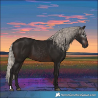 Horse Color:Gray Silver Brown 