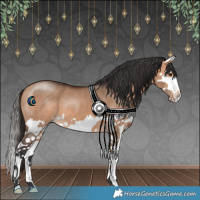 Horse Color:Bay Dun Splash 
