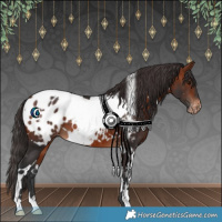 Horse Color:White Spotted Bay Appaloosa 