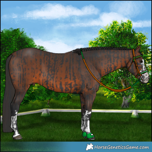 Horse Color:Black and Brown