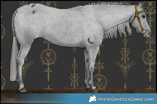 Horse Color:Black Appaloosa Rabicano 