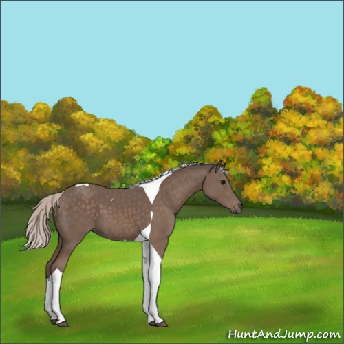 Horse Color:Silver Black Tobiano 