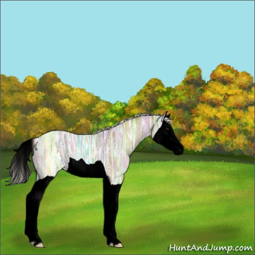 Horse Color:Void Silver Smoky Black Ice Splash 