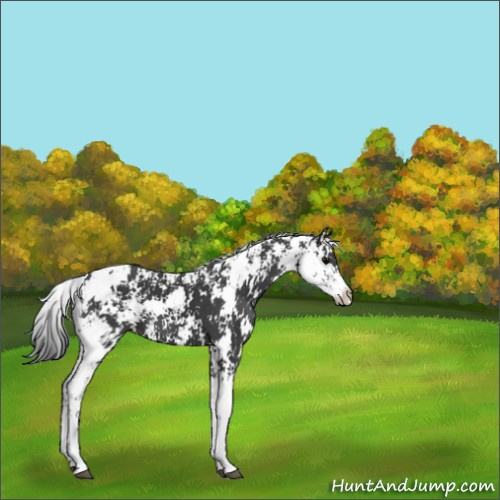 Horse Color:Black Sabino 