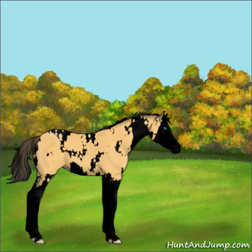 Horse Color:Void White Spotted Buckskin Splash 