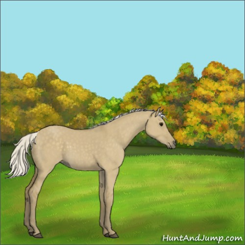 Horse Color:Unknown 