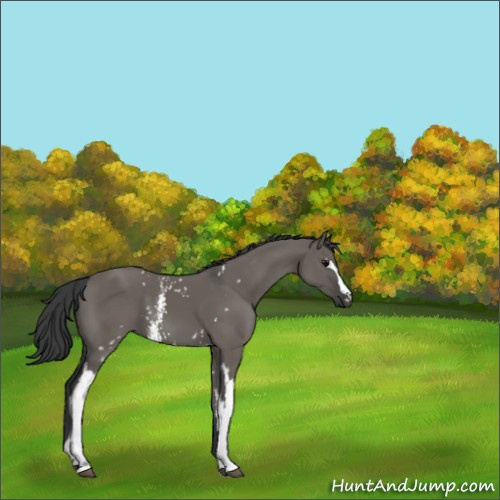 Horse Color:Unknown 