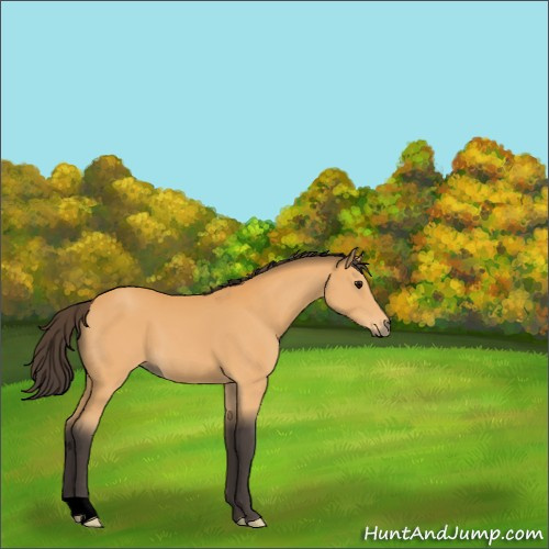 Horse Color:Unknown 