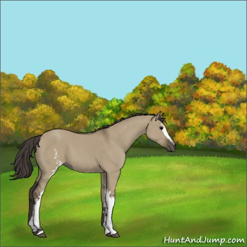 Horse Color:White Spotted Smoky Grullo 