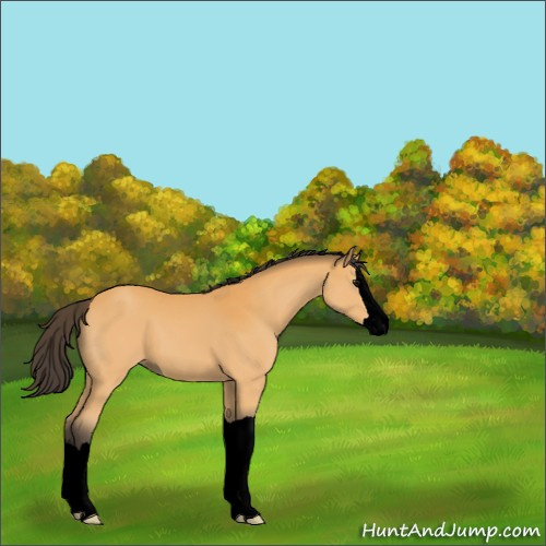 Horse Color:Void Buckskin Splash 