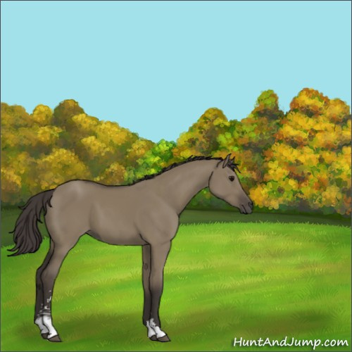 Horse Color:Smoky Grullo Sabino 