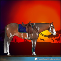 Horse Color:Bay Sabino 