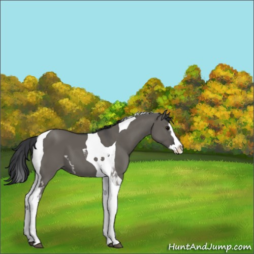 Horse Color:White Spotted Grullo Splash Tobiano 
