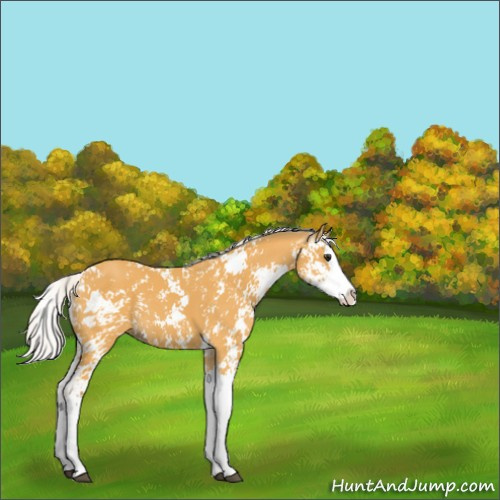 Horse Color:Silver Buckskin Sabino Splash 