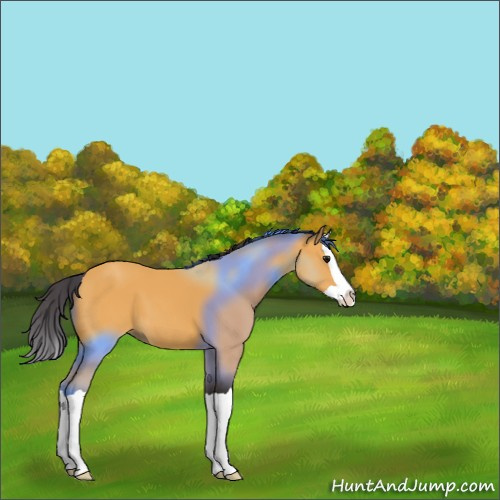 Horse Color:Buckskin Splash 