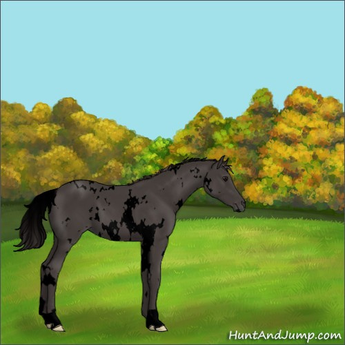 Horse Color:Void White Spotted Smoky Black 