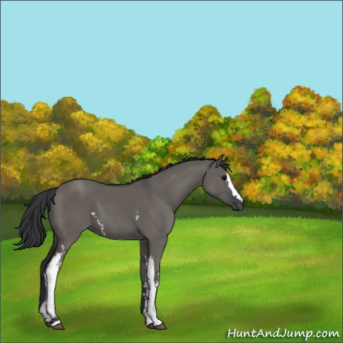 Horse Color:White Spotted Grullo 