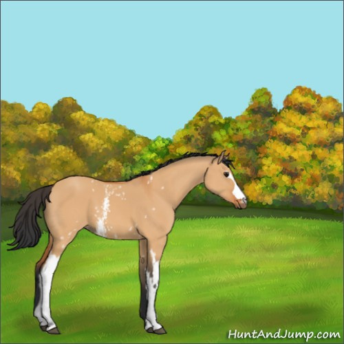 Horse Color:White Spotted Bay Dun 