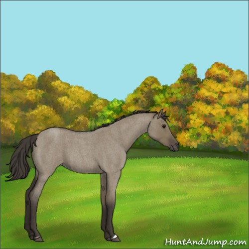 Horse Color:Smoky Grullo Roan Sabino 